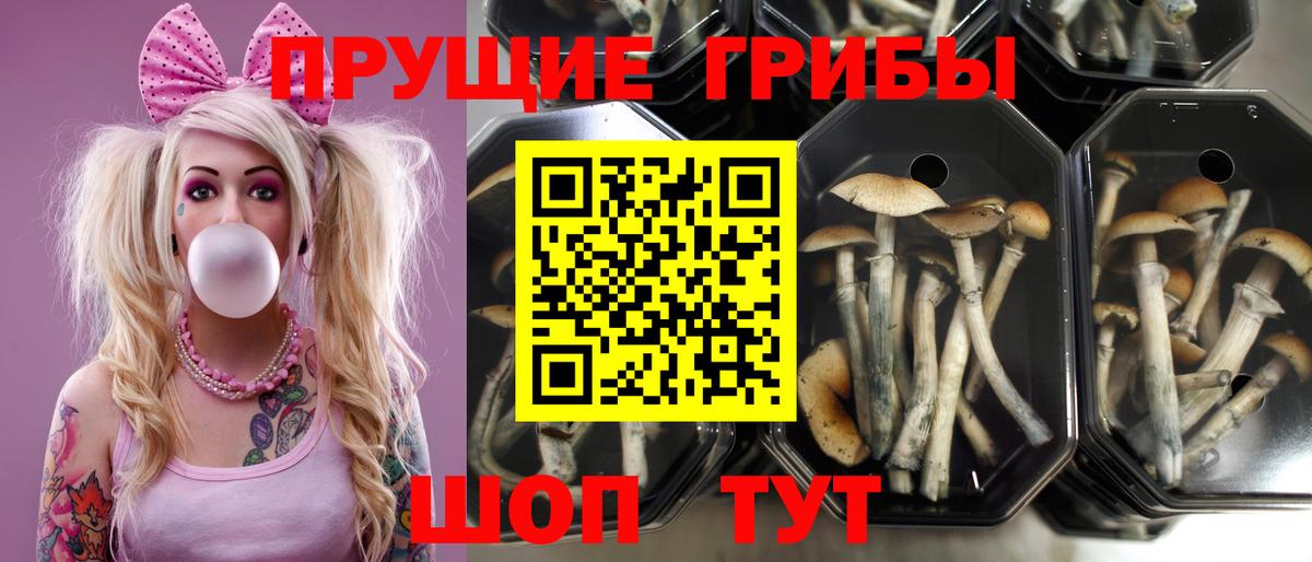 Псилоцибиновые грибы Psilocybine cubensis Брянск